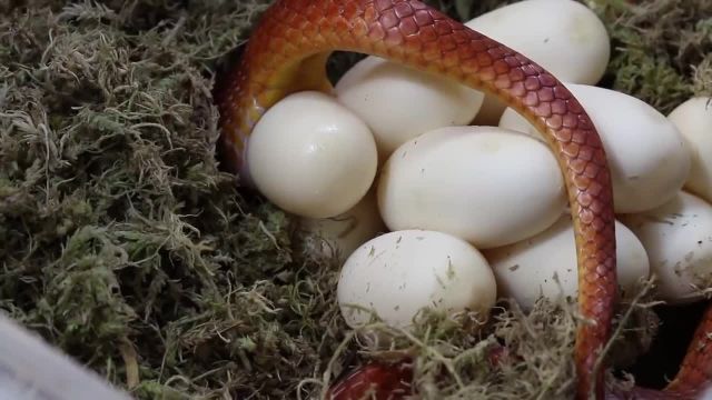 فیلم کوتاه از خوردن تخم توسط مار 