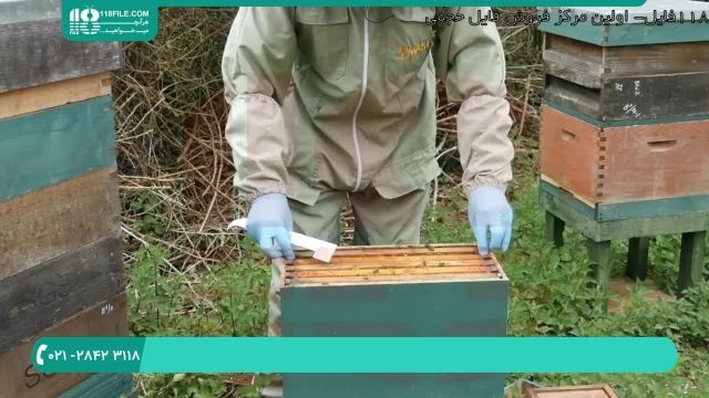 آموزش راه اندازی زنبورداری به صورت قدم به قدم