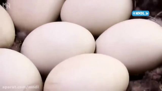 آزمایش های شگفت انگیز با تخم مرغ