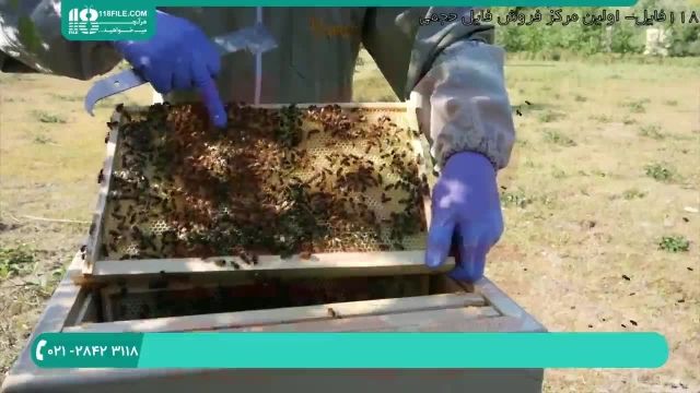 آموزش زنبورداری نوین در ایران - 118فایل|09130919448
