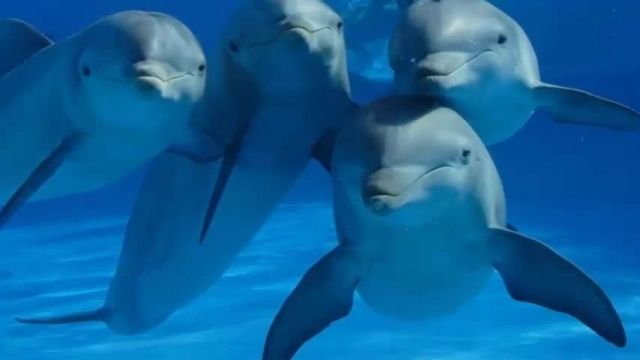 دانستنی عجیب درباره دلفین ها
