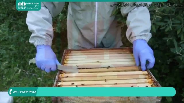  آموزش زنبورداری و شناخت ملکه زنبور عسل-قسمت 2