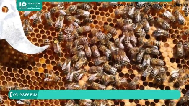 آموزش زنبورداری و شناخت ملکه زنبور عسل-قسمت 1