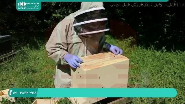 آموزش زنبورداری مبتدی تا حرفه ای در سراسر ایران