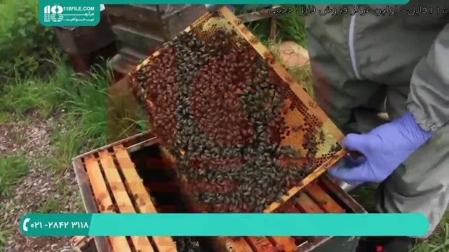 آموزش زنبورداری در کانادا _ 118فایل