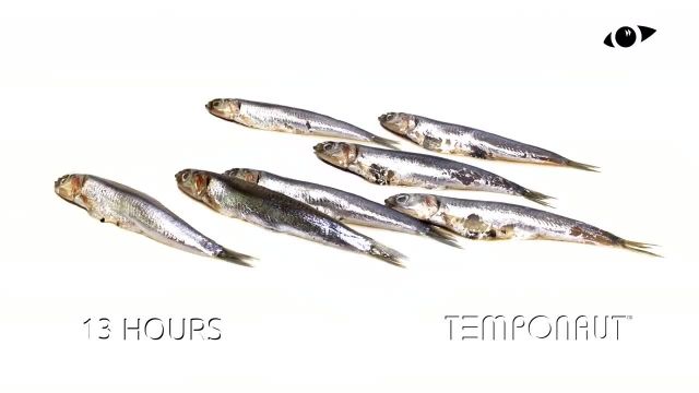 دانلود تایم لِپس (Timelapse) - ماهی های ساردین