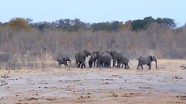 فیلم هیجانی حمله وحشتناک شیر به فیل