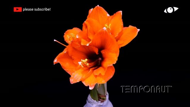 دانلود تایم لِپس (Timelapse) - شکوفه کردن گل نرگس