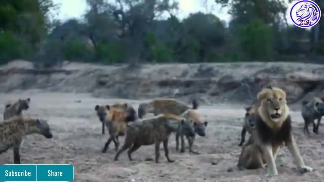 ویدئو تماشایی از حمله شیر به حیوانات 