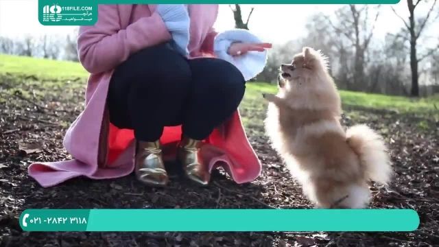 آموزش تربیت سگ پامرانین در کمترین زمان