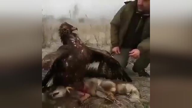 شکار گرگ توسط عقاب طلایی
