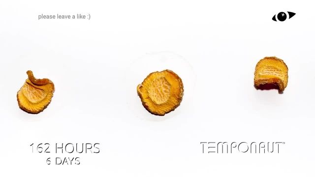 دانلود تایم لِپس (Timelapse) - حلقه های هویج