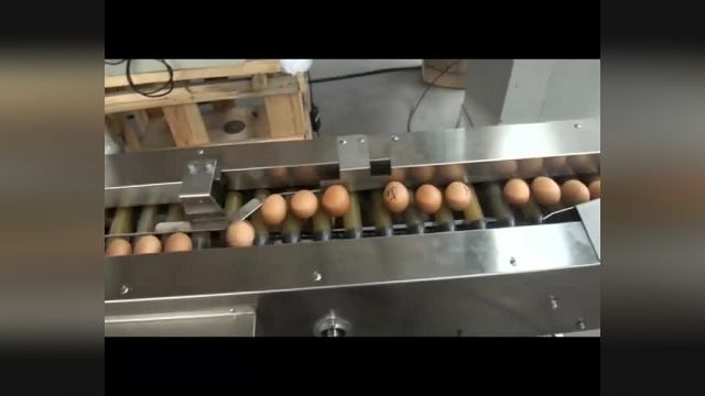 دستگاه سورتینگ تخم مرغ شرکت دامون مبنا 