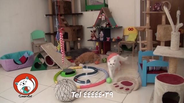 اتاق بازی با گربه 