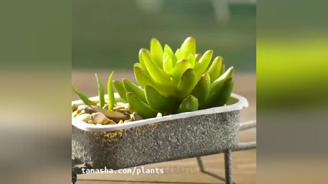 روش های جالب و آسان  برای کاشت گیاهان در خانه 