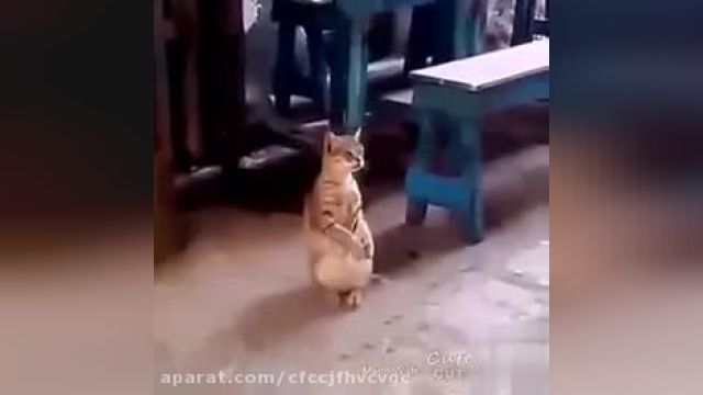 گربه ی رقصان