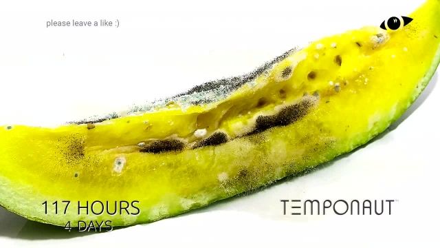 دانلود تایم لِپس (Timelapse) - هندوانه زرد قاچ شده