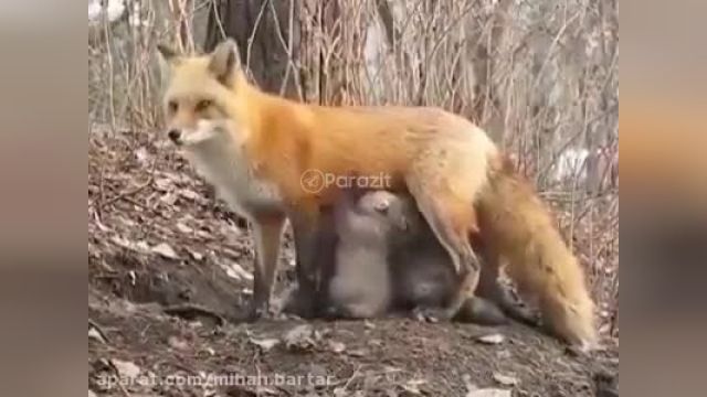 راز بقا - روباه به بچه خرس ها شیر میده - دوبله فارسی