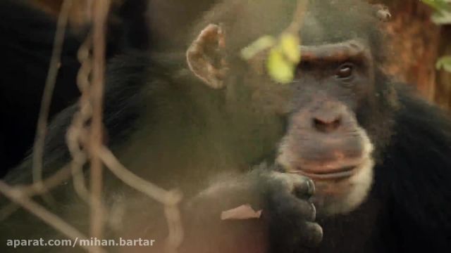 راز بقا - مستند خاندان ها قسمت اول: شامپانزه - دوبله فارسی