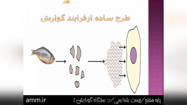 آموزش رایگان پایه هفتم- زیست شناسی- گوارش