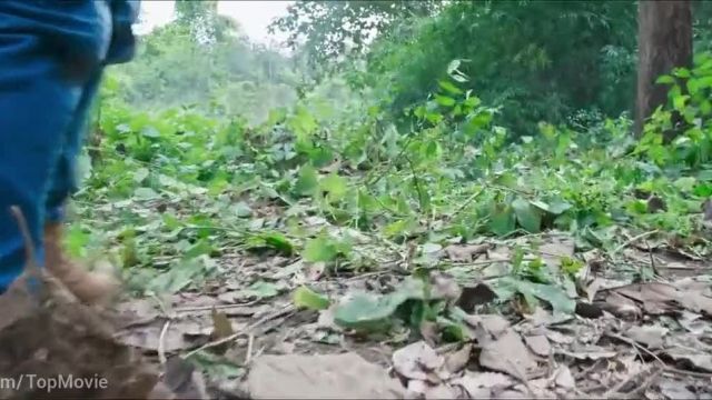 دانلود فیلم هندی جنگل با زیرنویس فارسی (Junglee 2019)