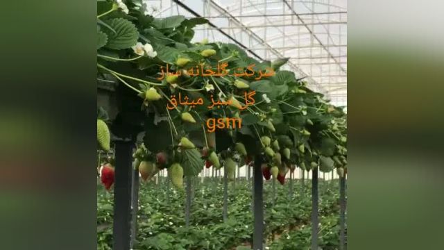 کاشت توت فرنگی گلخانه ای | 09125753841