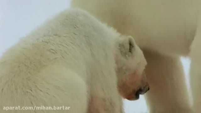 راز بقا - مستند حیوانات استثنایی خرس قطبی- دوبله فارسی