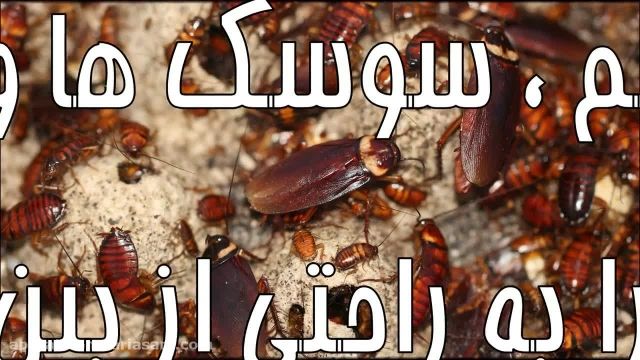 اگر به دنبال سوسک کش خارجی هستید، ببینید