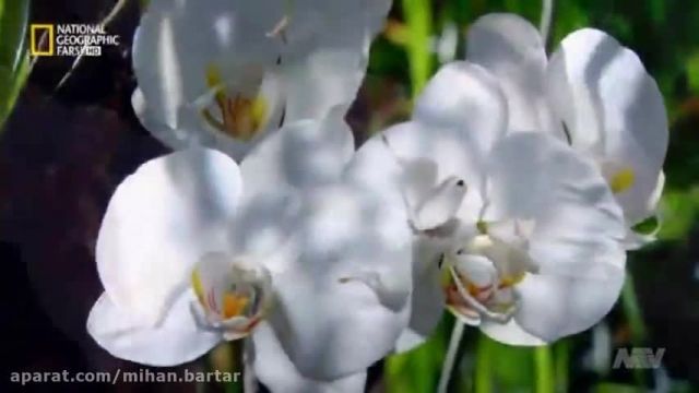 راز بقا -تنها حشره ای که خود را شبیه گل میکند- دوبله فارسی