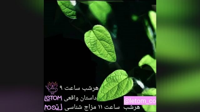 لتوم6 letom
