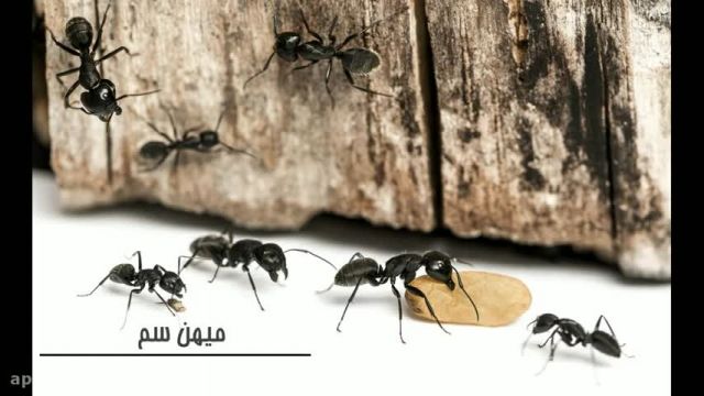 از بین بردن مورچه، سریع و آسان