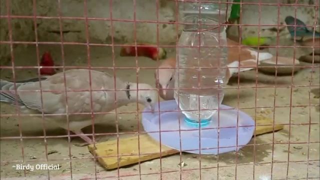  ایده ساخت فیدر آب پرنده با بطری پلاستیکی