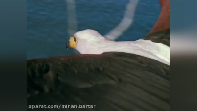 راز بقا - مستند حیوانات استثنایی عقاب ها - دوبله فارسی