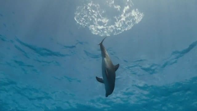 مستند صخره دلفین Dolphin Reef 2020 دوبله