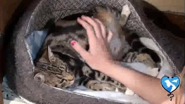 روش زایمان در گربه و نگهداری از بچه گربه ها