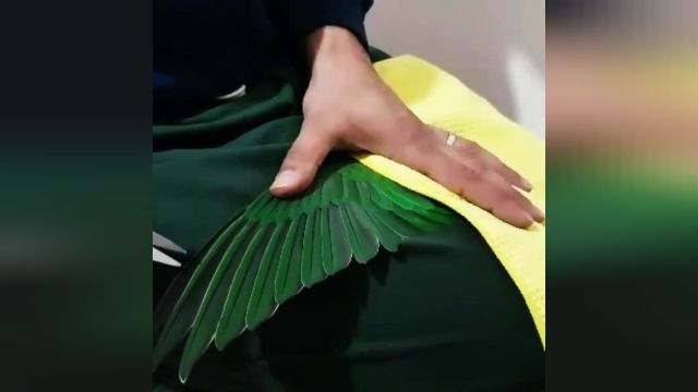 آموزش چیدن بال طوطی