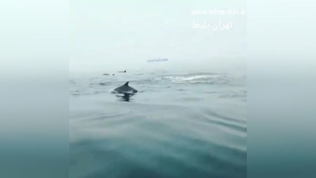 حرکت دلفین ها در آب