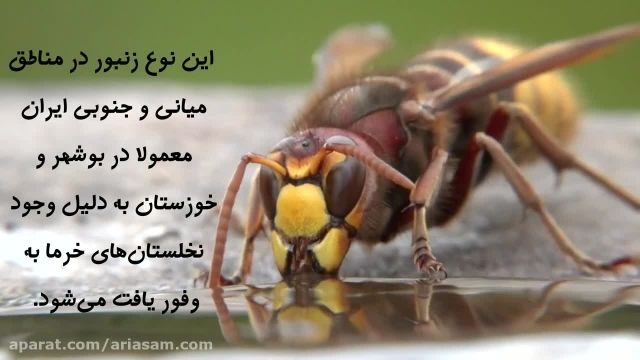 کشنده ترین زنبور ایران | خلاصی از شر زنبورهای وحشی با سموم تخصصی
