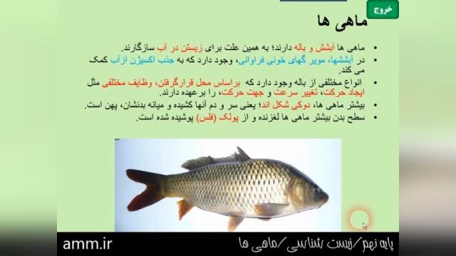 آموزش رایگان پایه نهم - زیست شناسی - ماهی ها