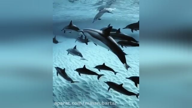 راز بقا - دلفینها - دوبله فارسی