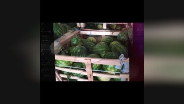هندوانه ب 32 پروو بهترین نوع هندوانه که توسط گوزلی فروت به روسیه صادر گردید 