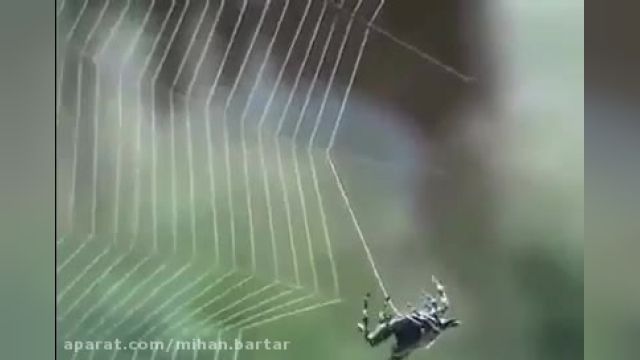 راز بقا -طرز بافتن تارهای عنکبوت توسط عنکبوت ماده - دوبله فارسی