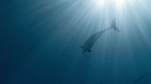 مستند صخره دلفین 2020 دوبله فارسی