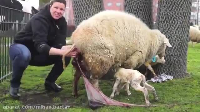 راز بقا - زایمان 3 قلوی گوسفند - دوبله فارسی