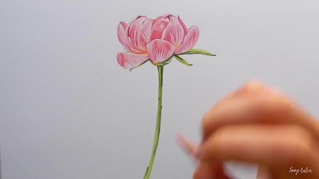 اموزش نقاشی گل رز صورتی با تکنیک مداد رنگی