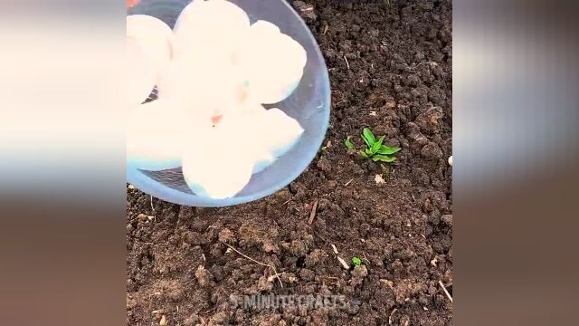 ویدیو های روش های نگهداری از گیاهان را در چند دقیقه ببینید
