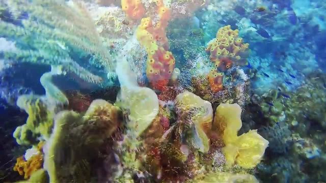 ویدیوی بسیار زیبا از زندگی در اعماق اقیانوس