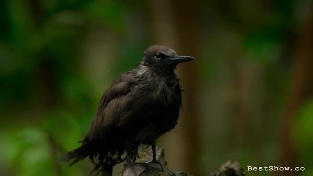 دانلود ویدیو مستند کوتاه -پرندگان جزایر نیوزلند 