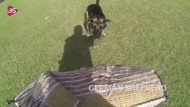دانلود ویدیو مستند کوتاه -ژرمن شپرد یا سگ چوپان آلمانی
