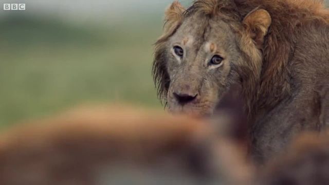 دانلود ویدیو مستند کوتاه -جنگ نابرابر شیر تنها با گروه کفتارها 